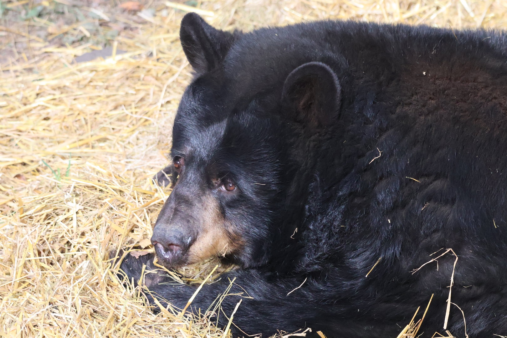 American Black Bear