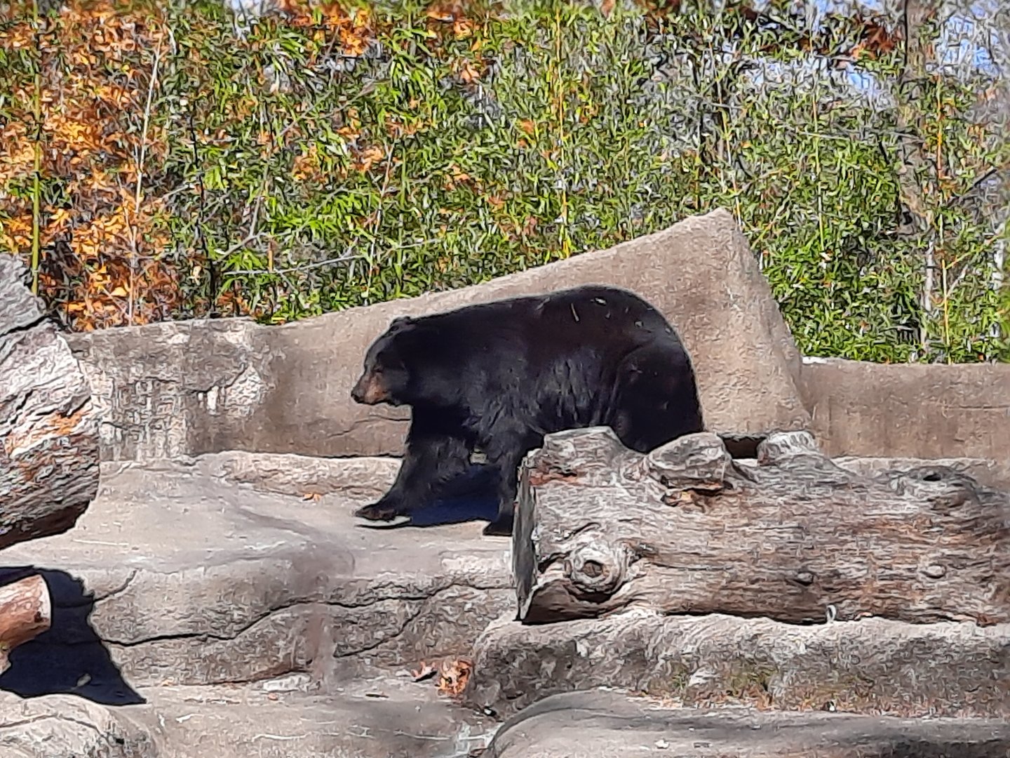 American Black Bear
