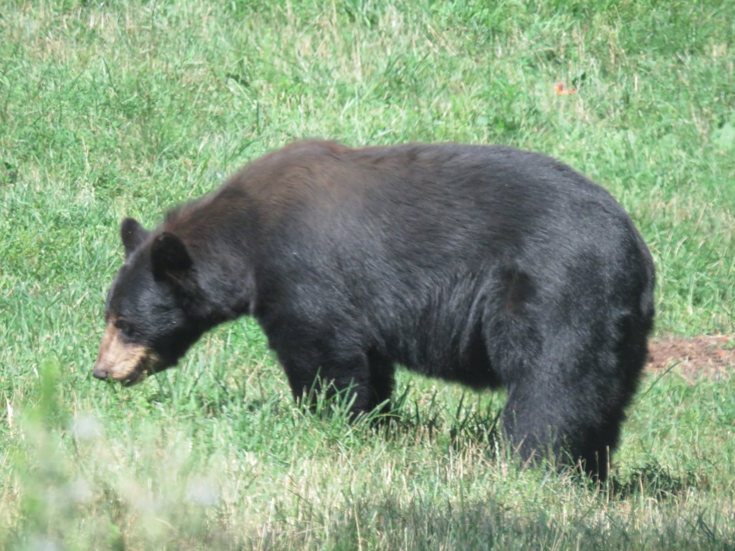 American black bear