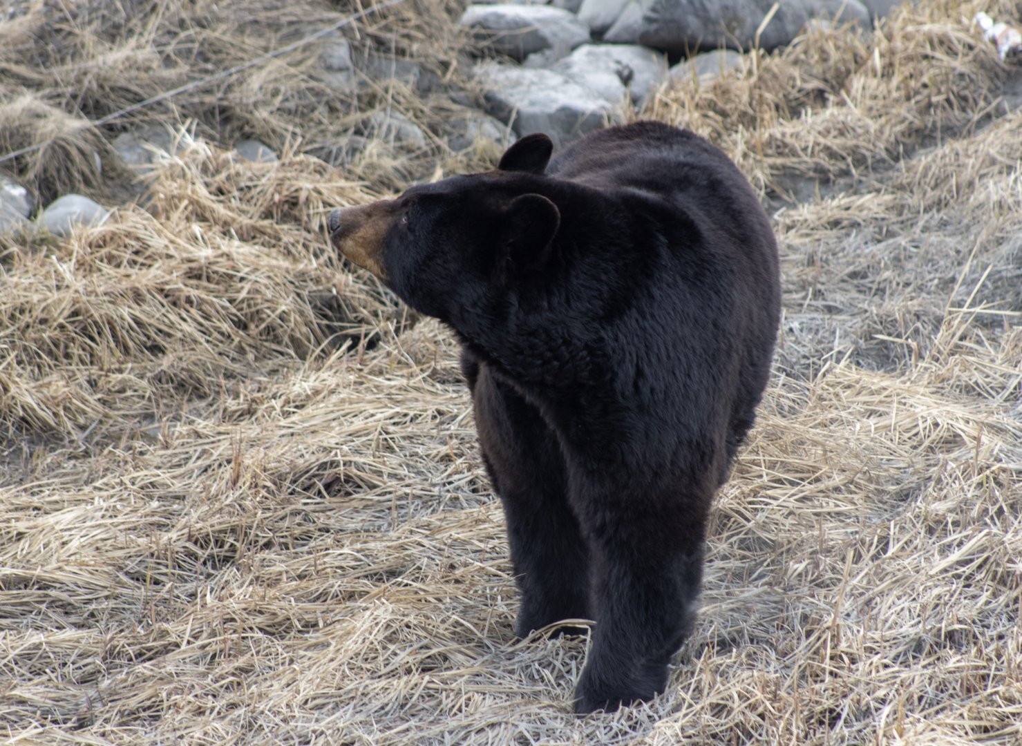 American Black Bear