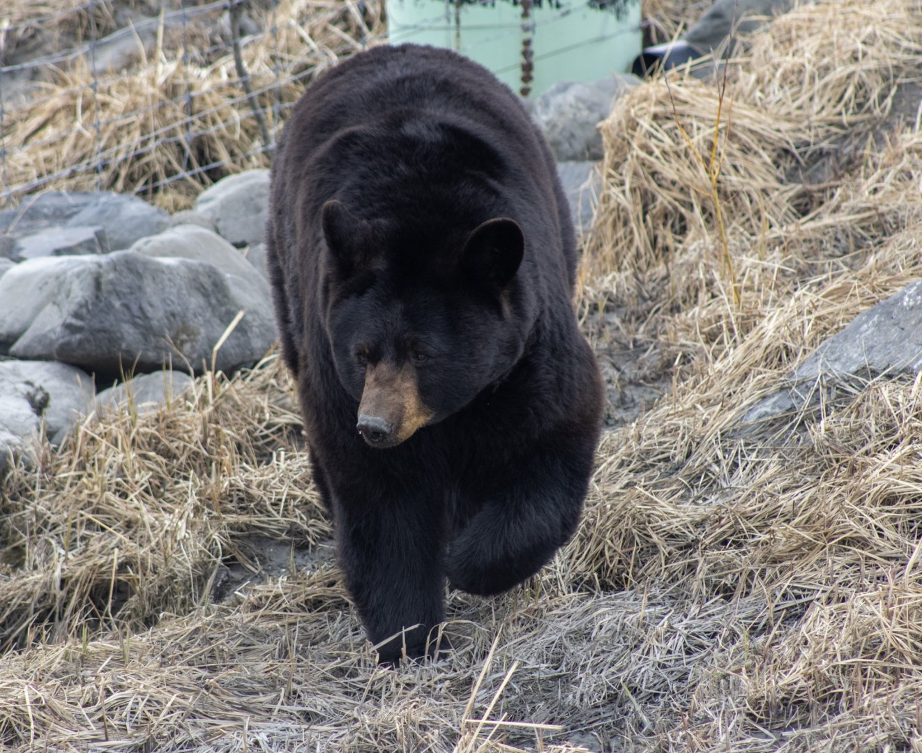 American Black Bear