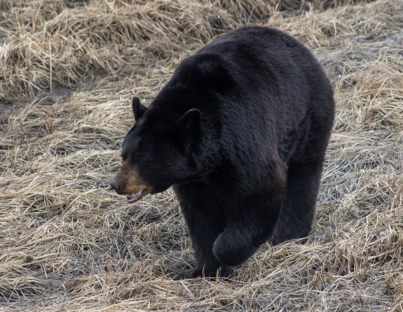 American Black Bear