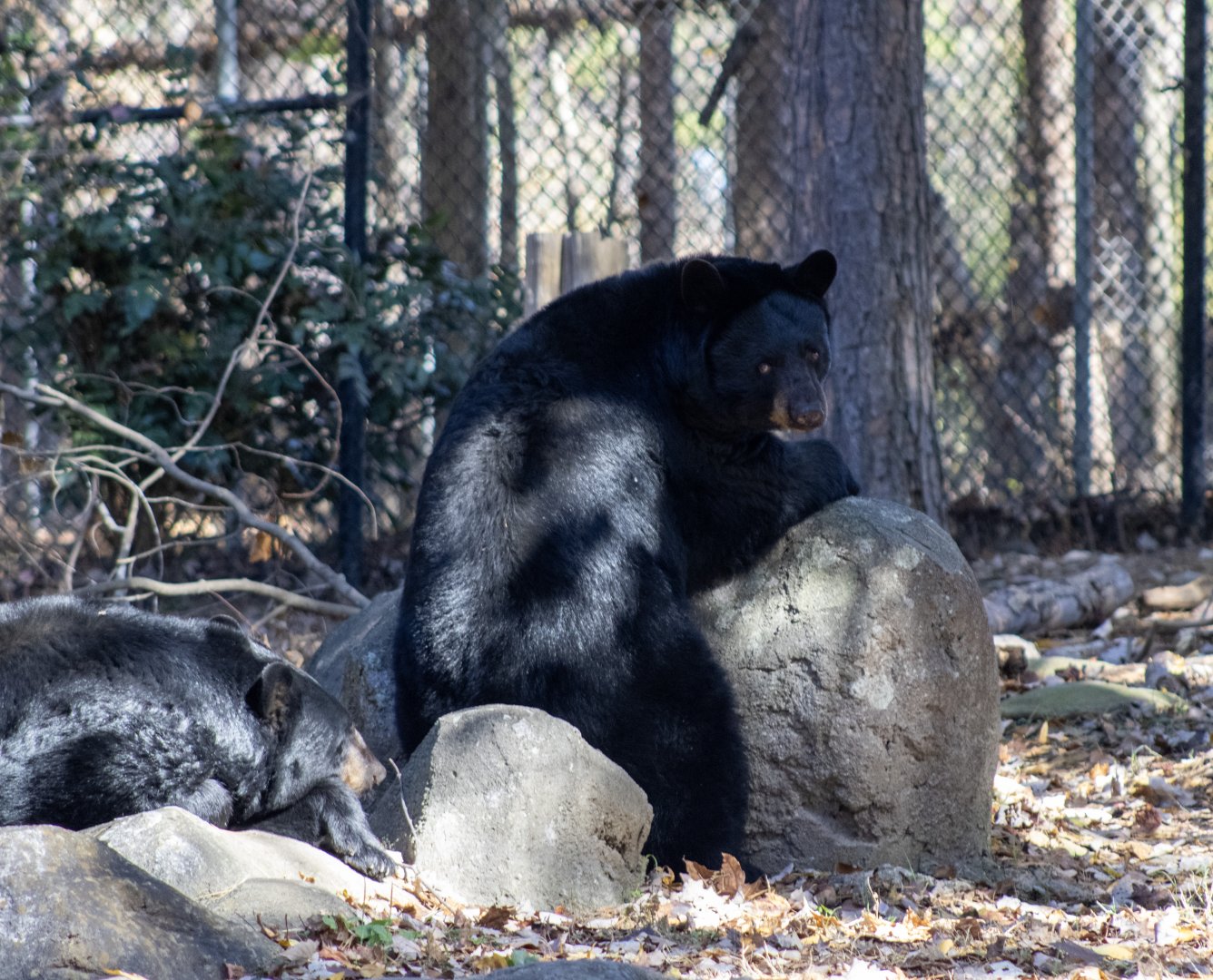 American Black Bear