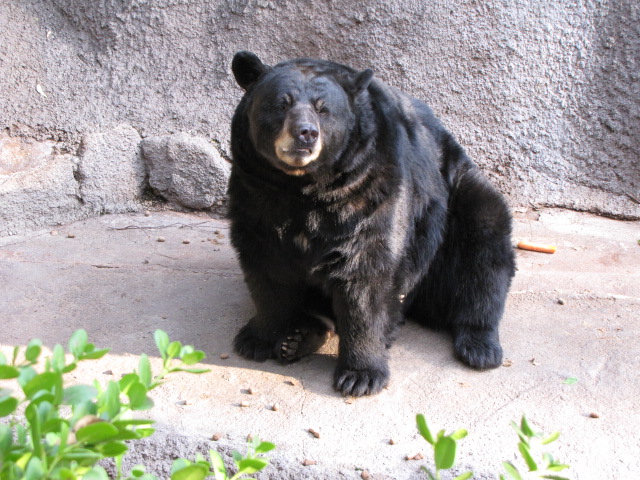American Black Bear