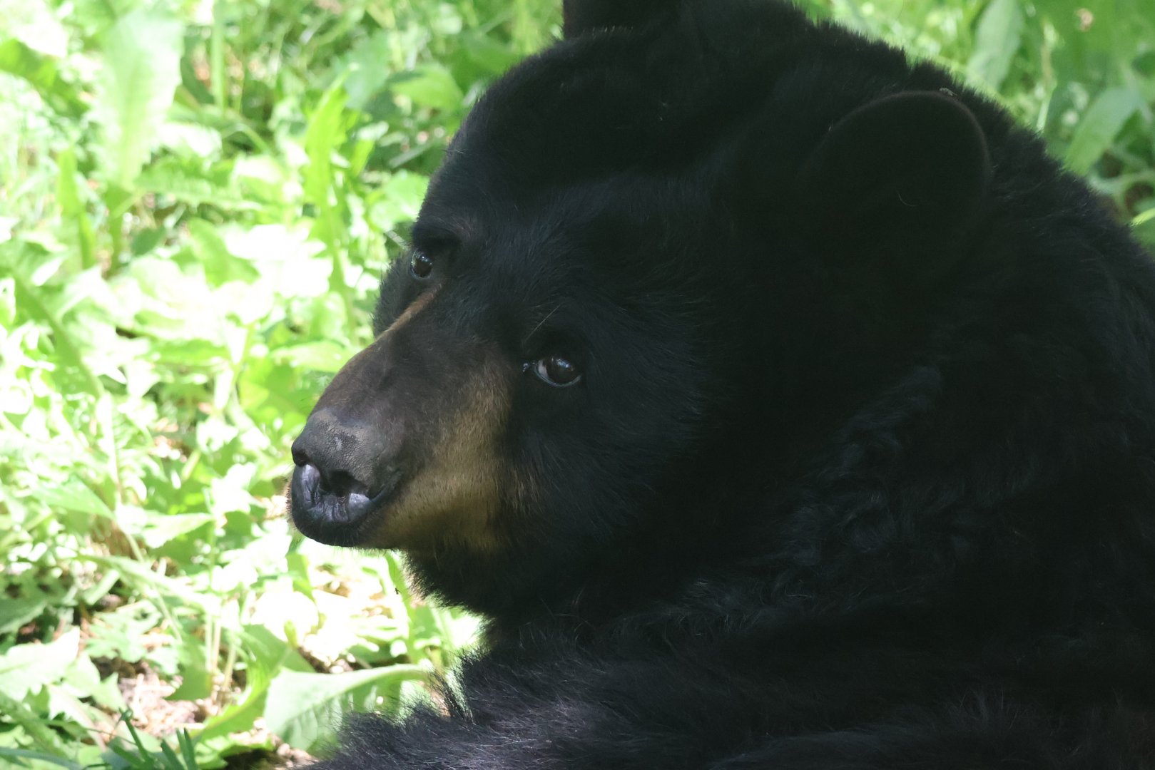 American Black Bear