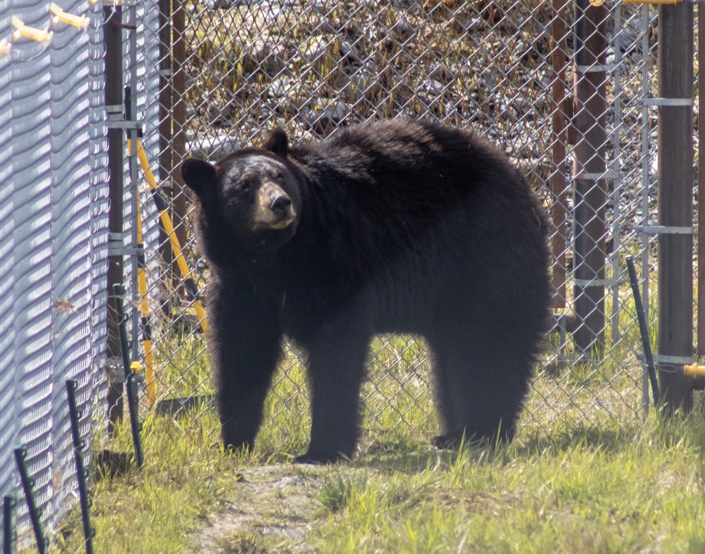American Black Bear