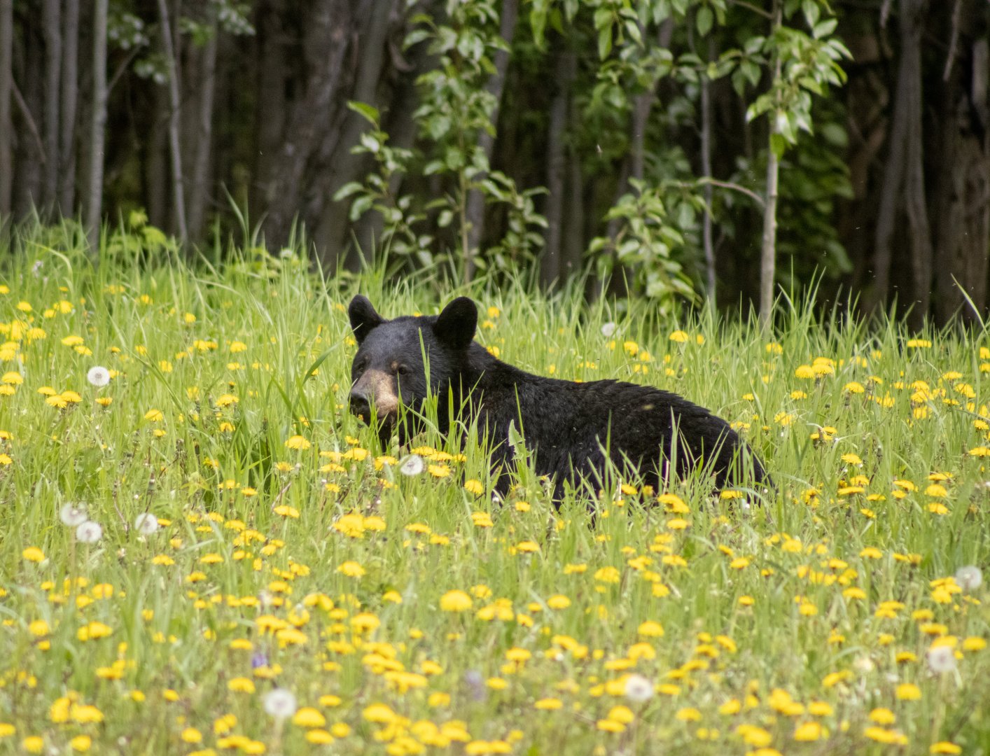 American Black Bear
