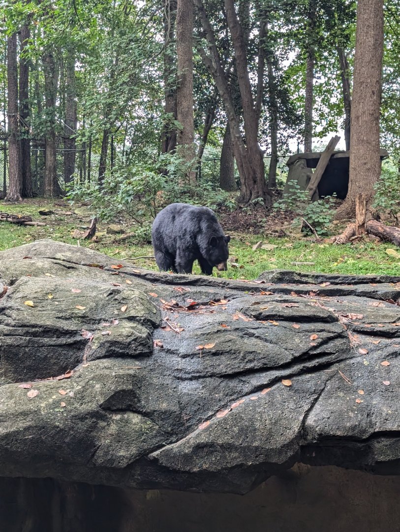 American Black Bear
