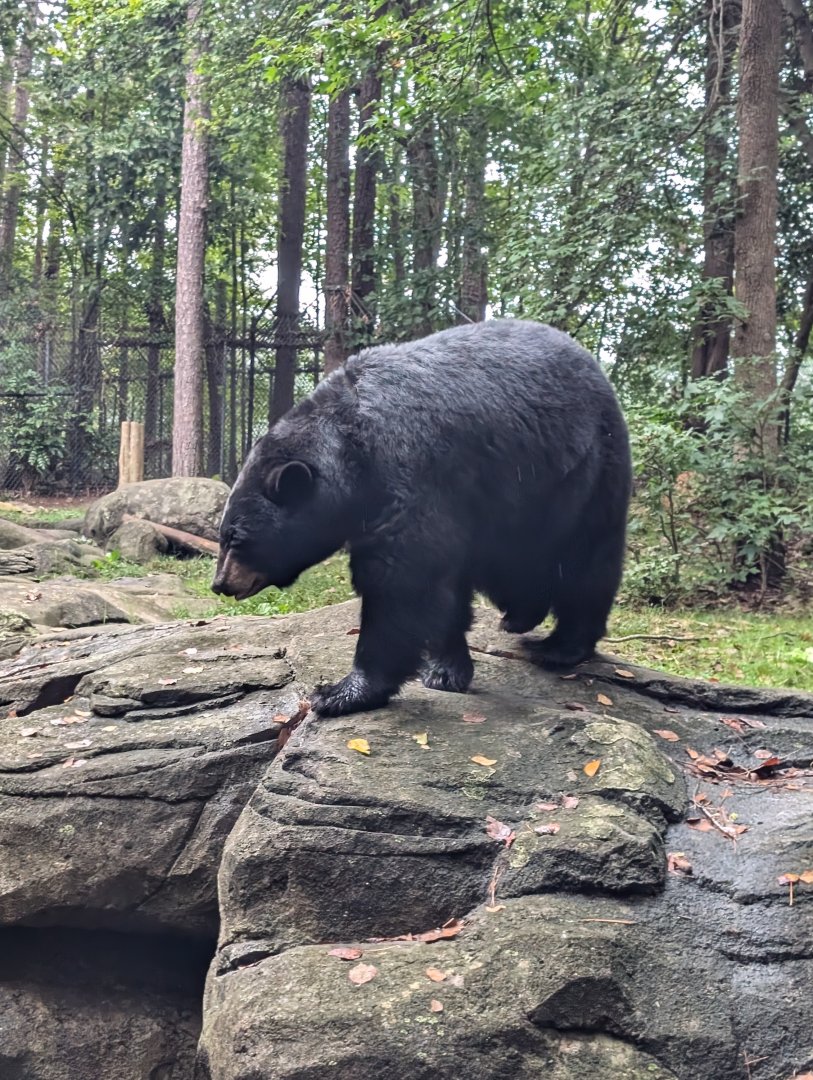 American Black Bear