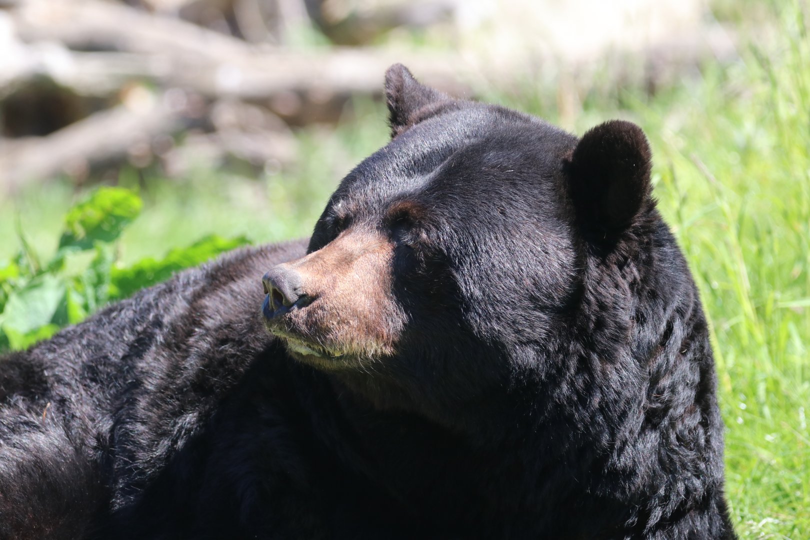 American black bear