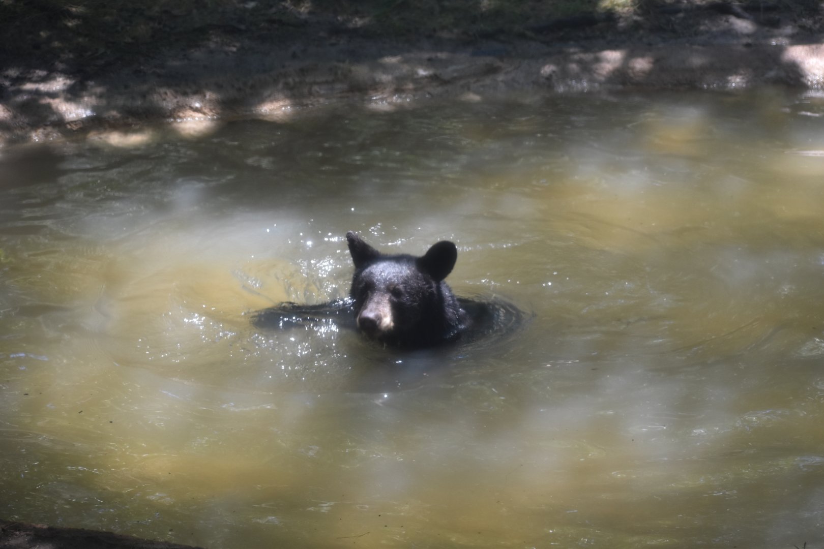 American Black Bear