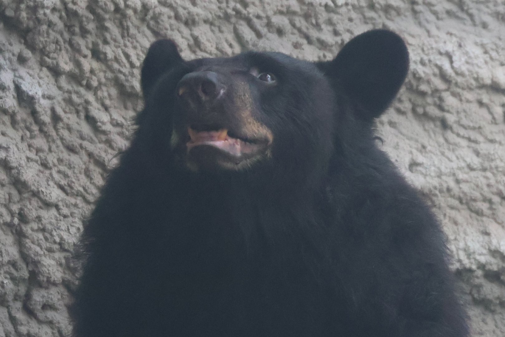 American black bear