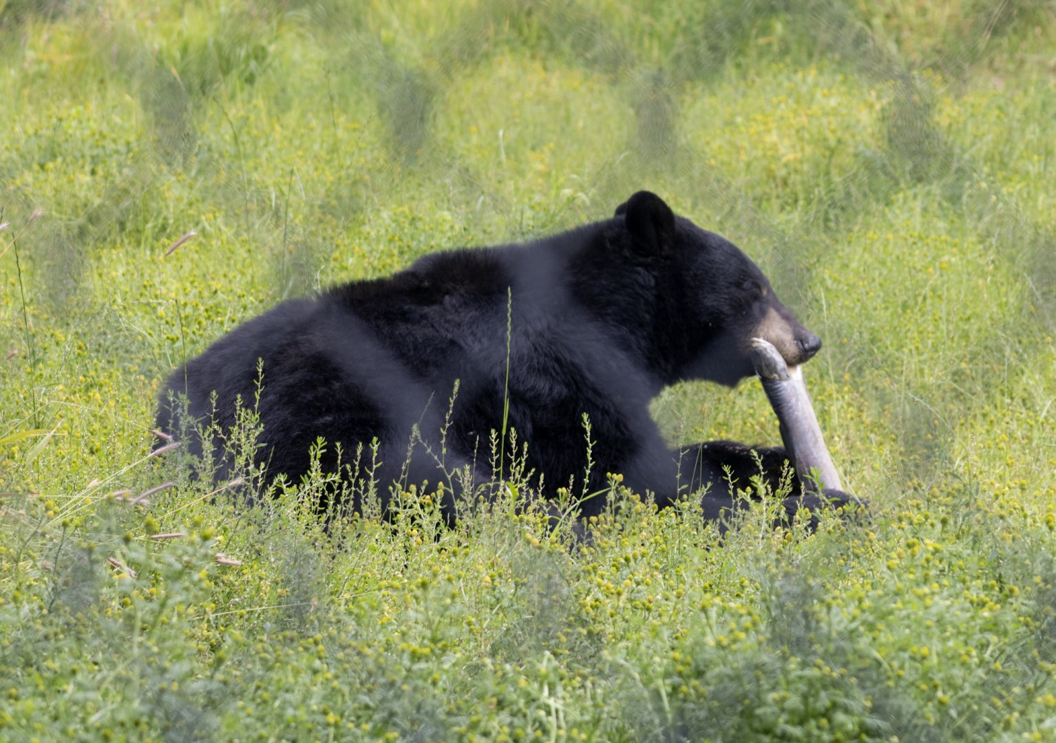 American Black Bear
