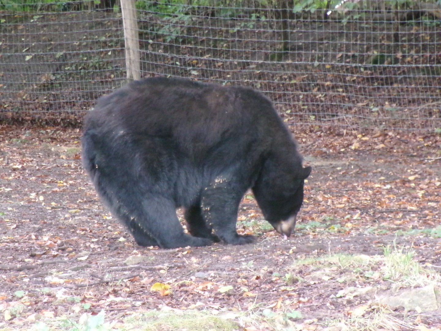 American black bear