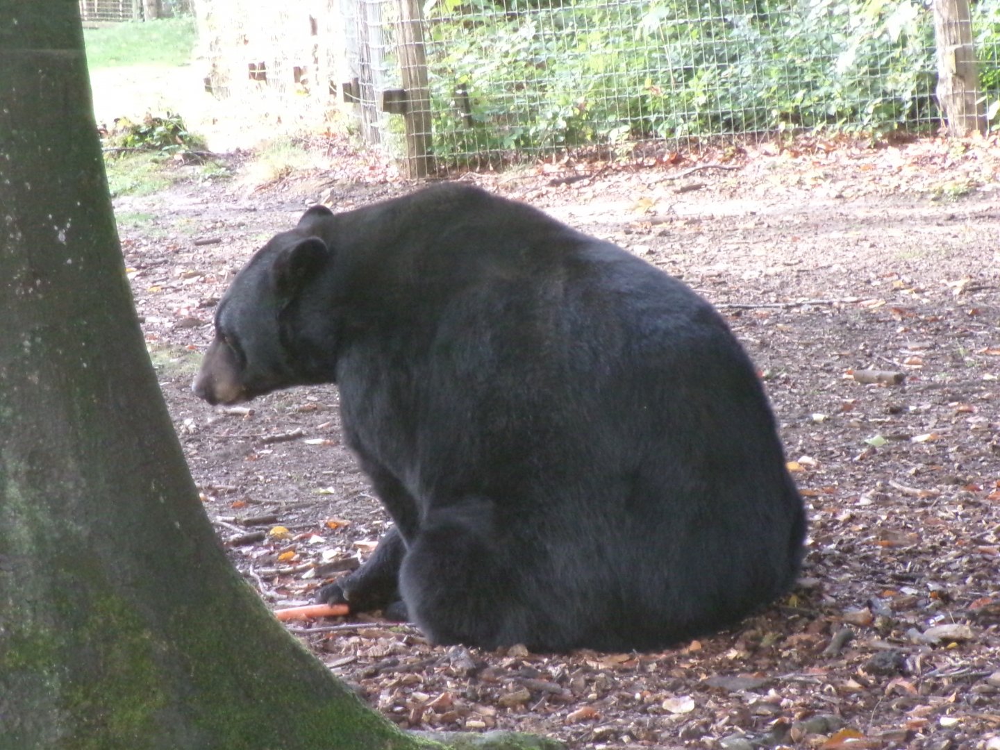 American black bear