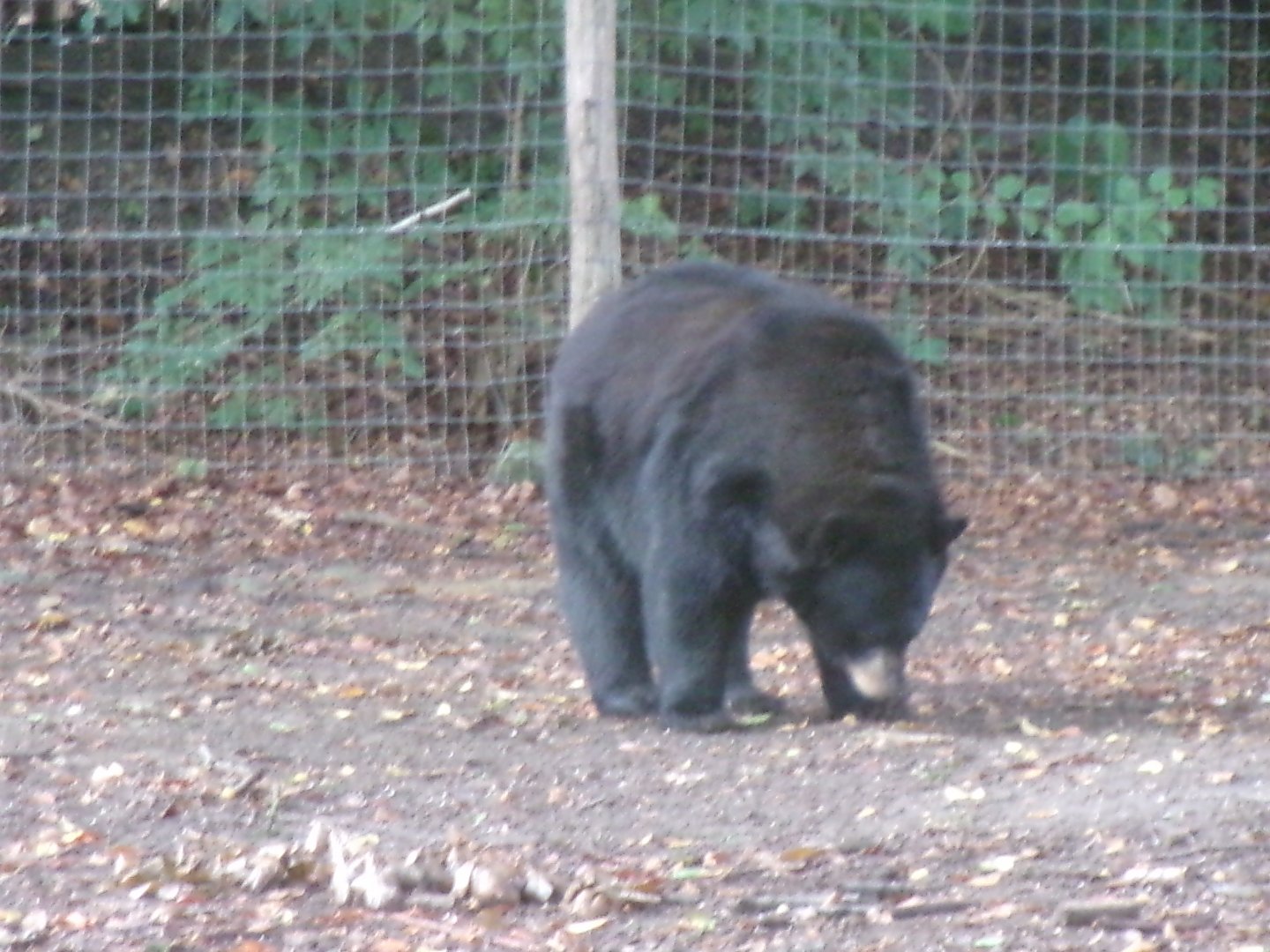 American black bear