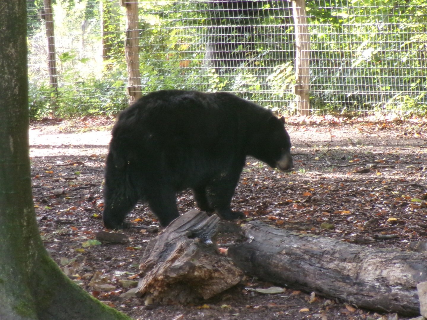 American black bear