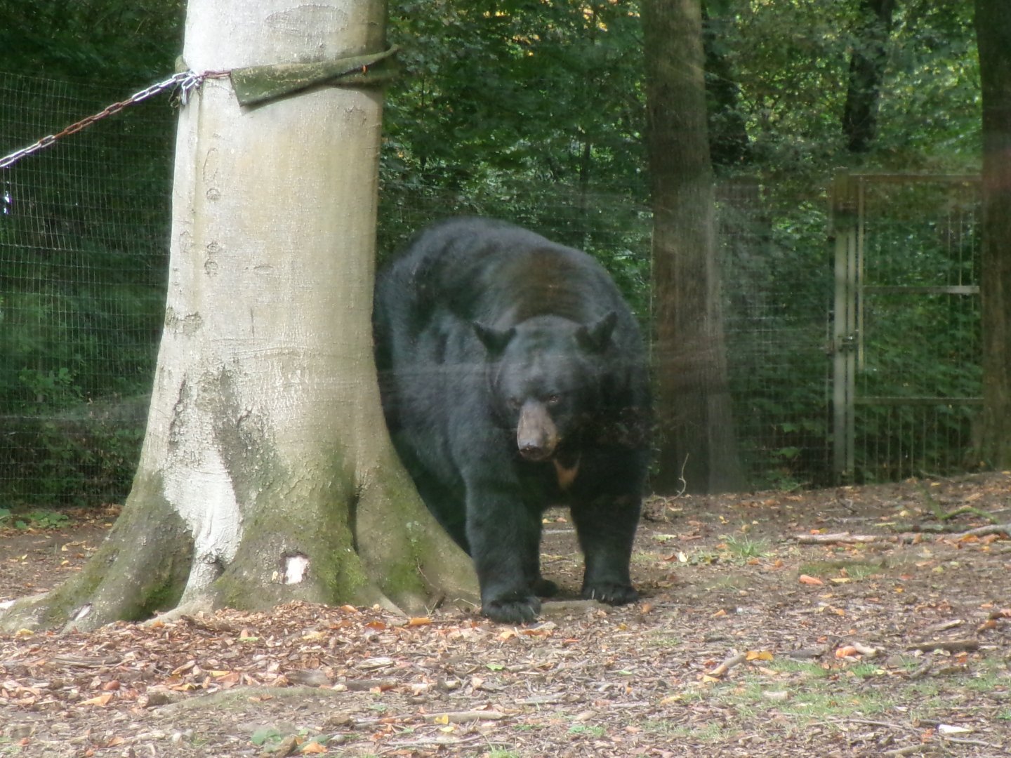 American black bear