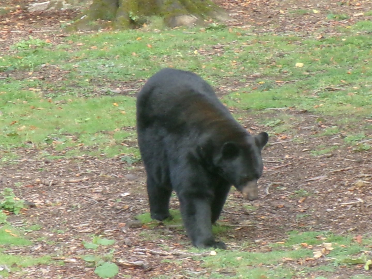 American black bear