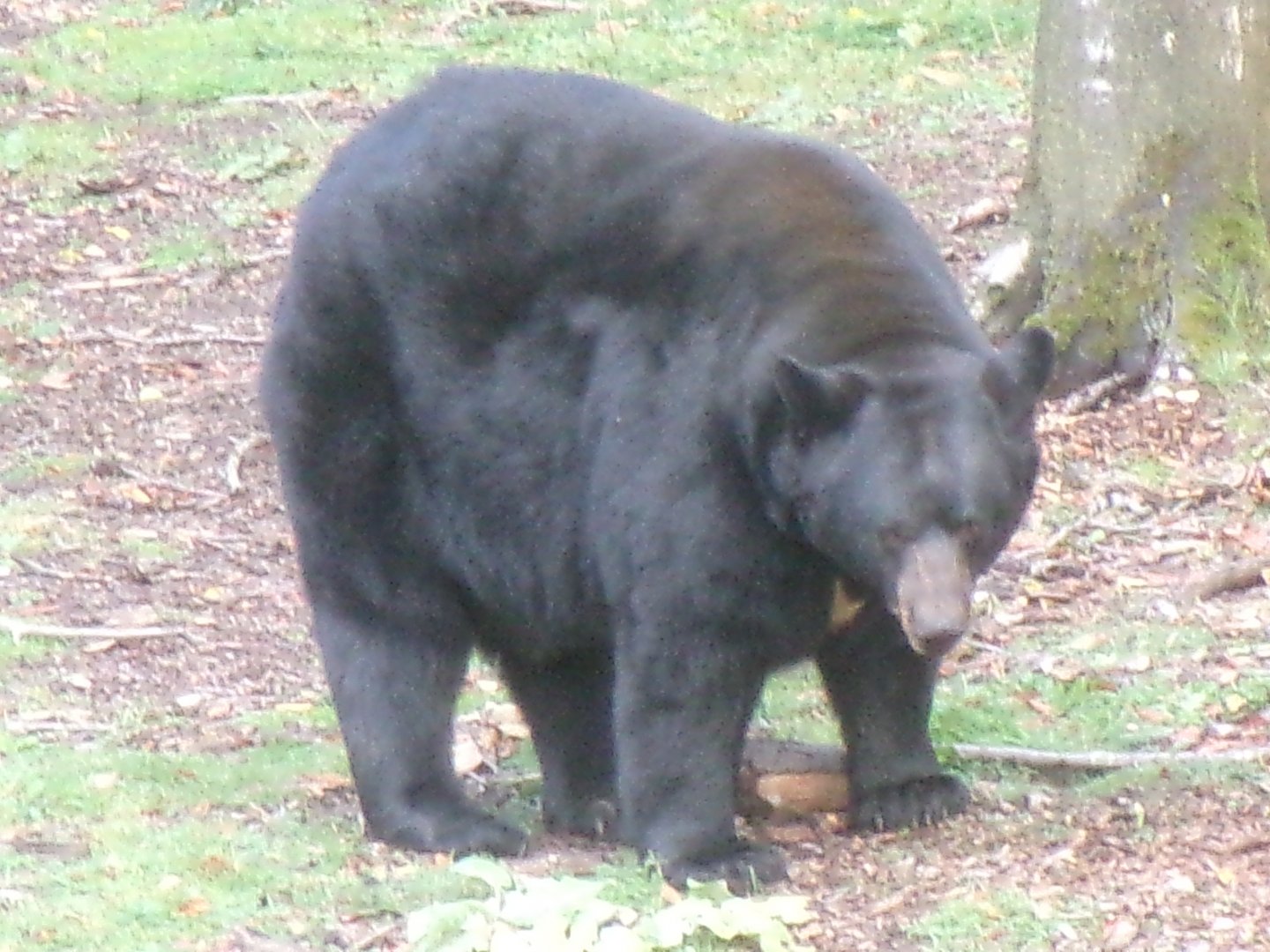 American black bear