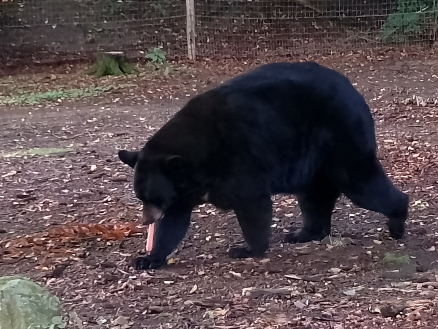 American black bear