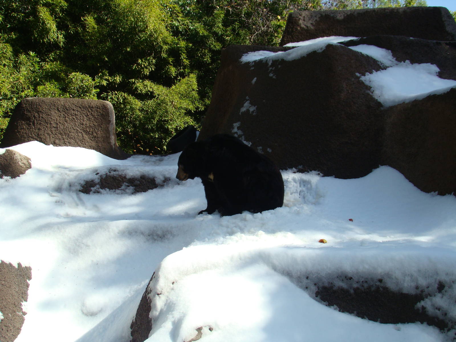 American Black Bear