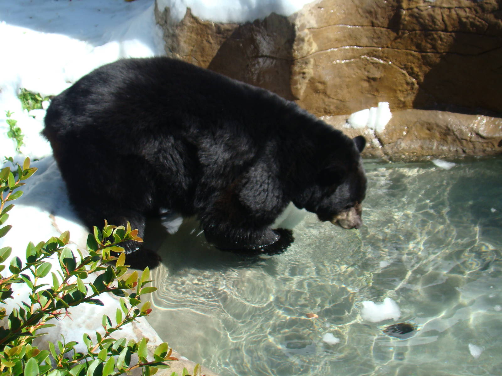 American Black Bear