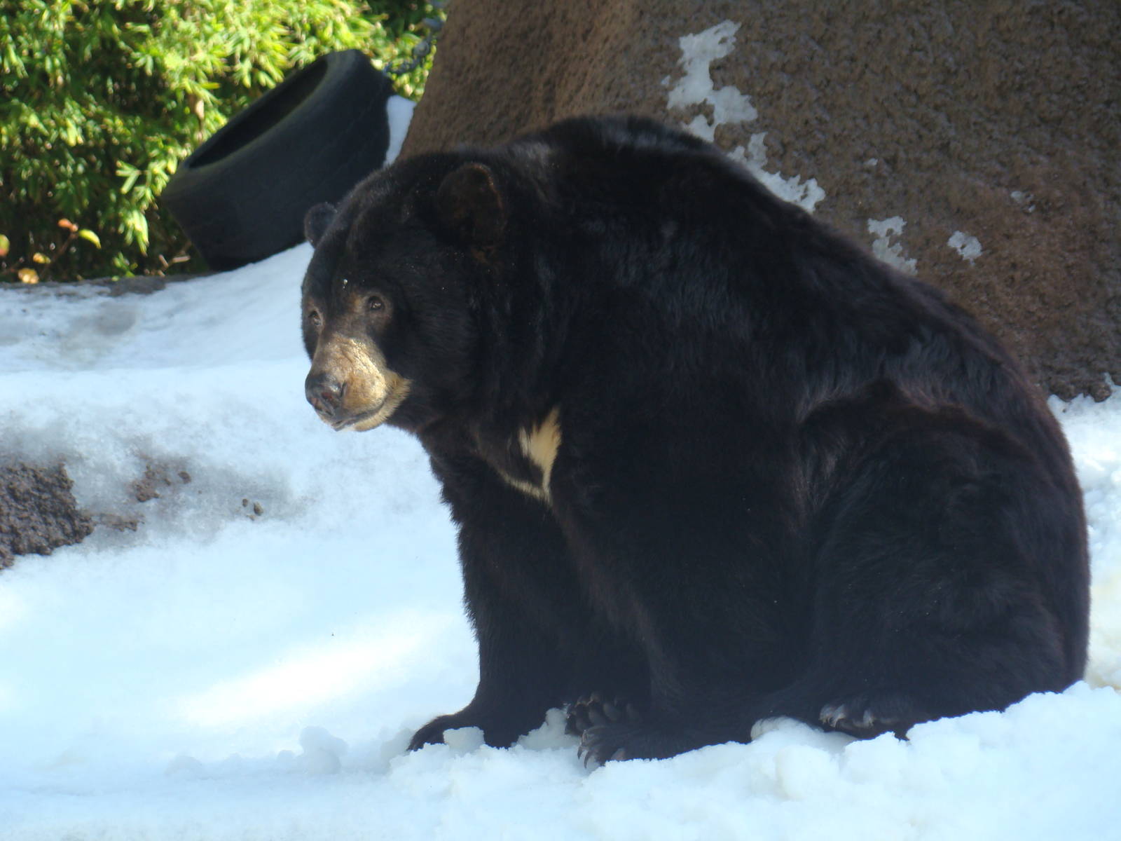 American Black Bear