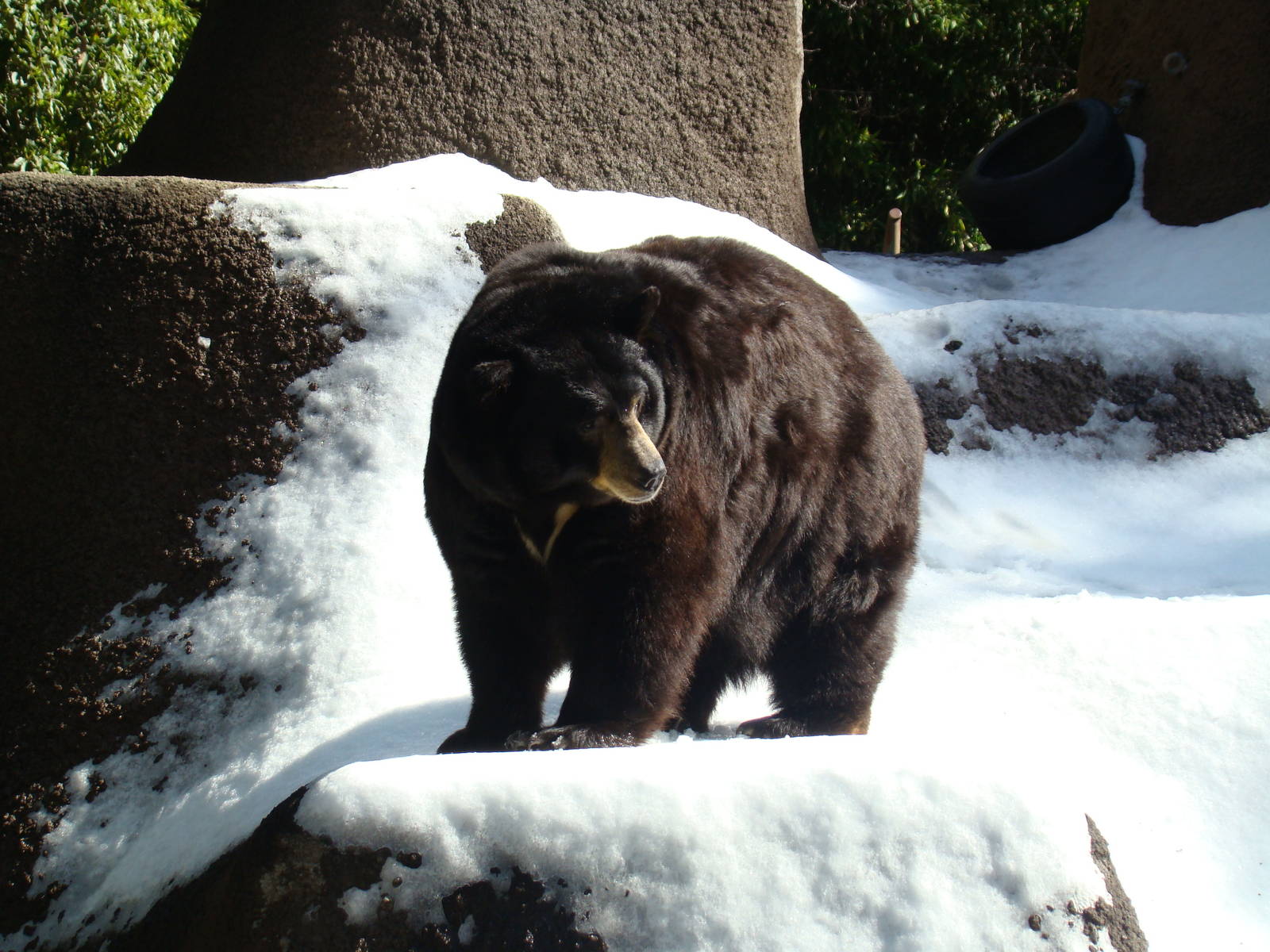 American Black Bear