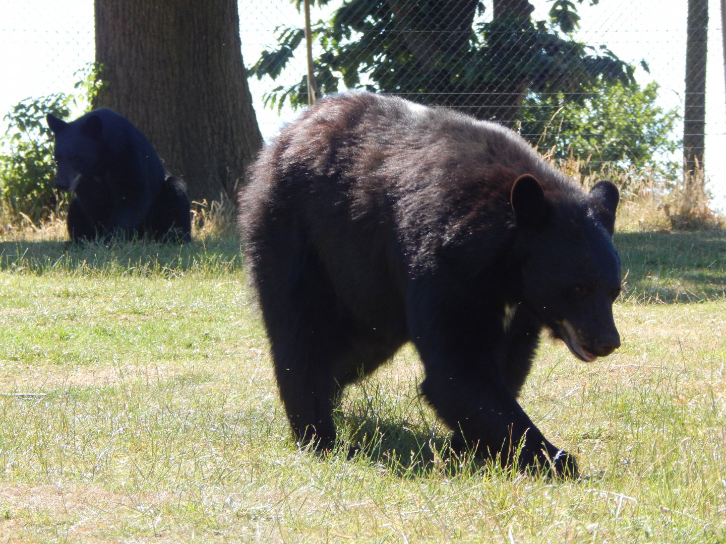 American black bears 110722