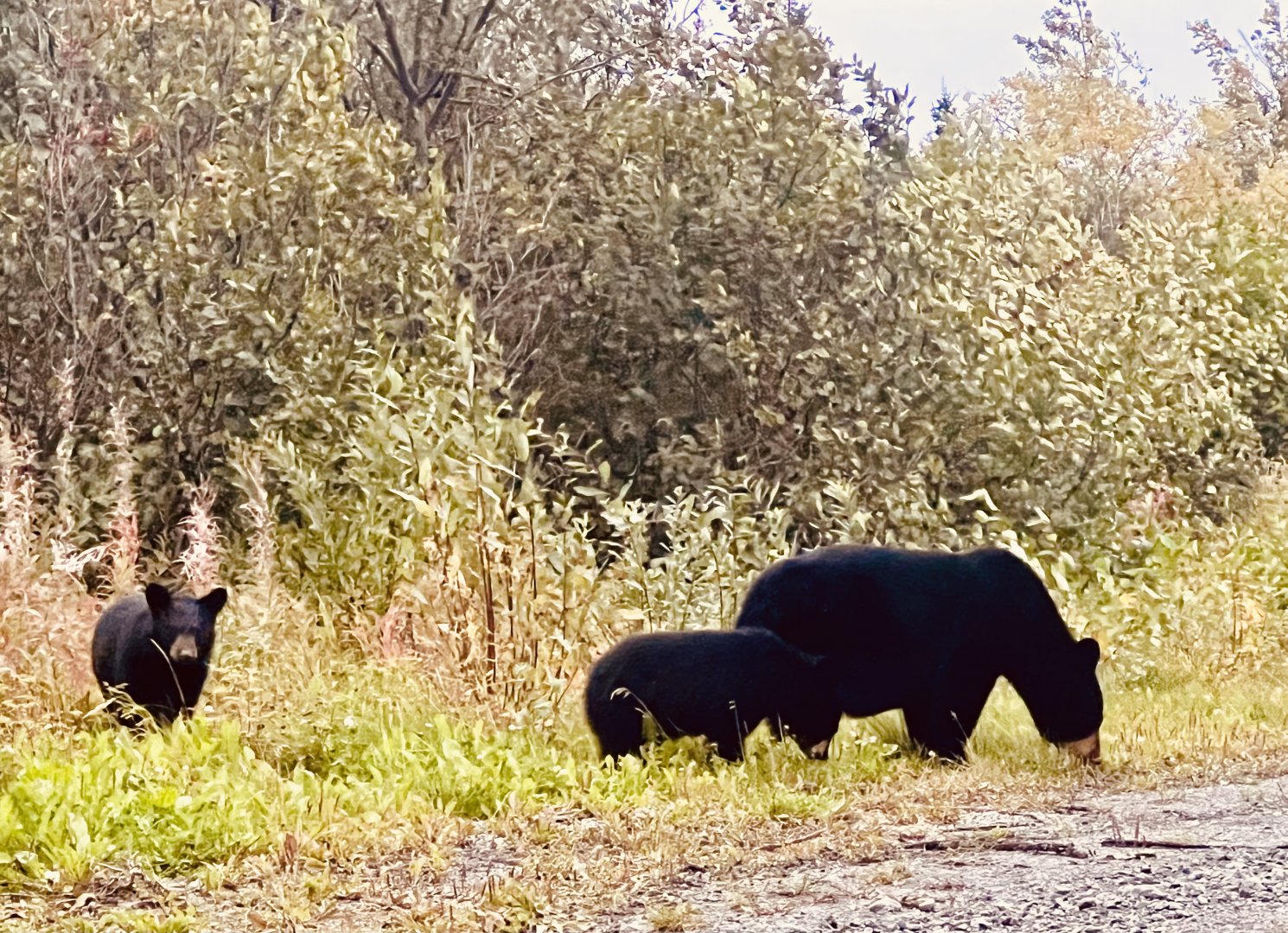 American Black Bears - Alaska