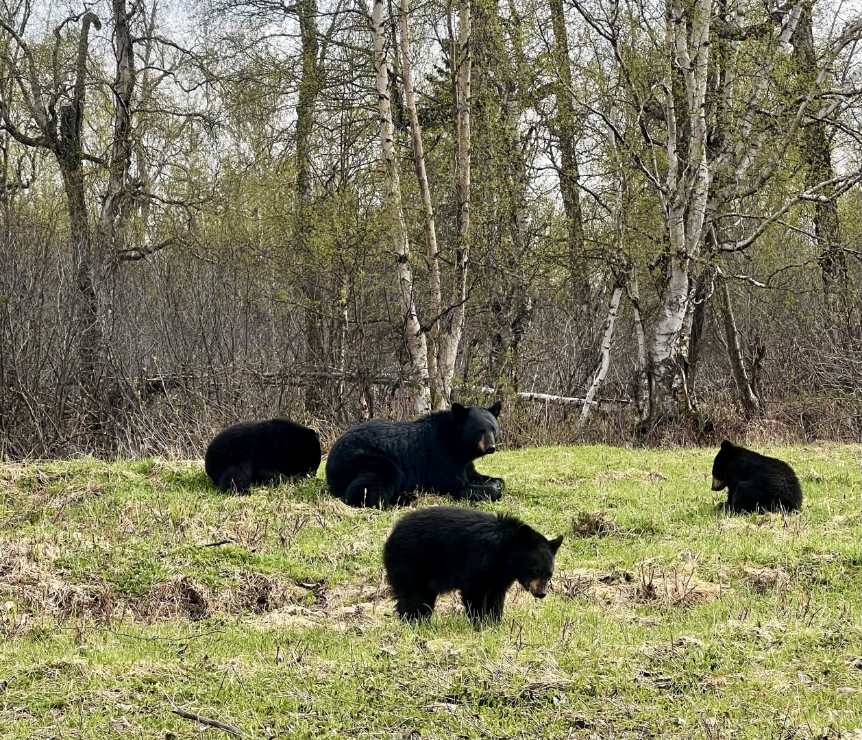 American Black Bears - Alaska