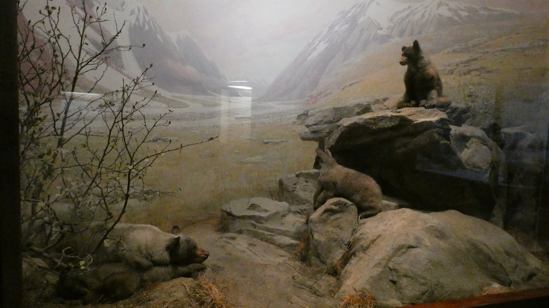 American Black Bears, American Wilderness Display - Feb. 2022