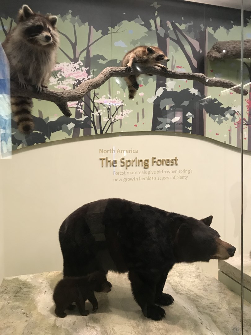American Black Bears and Raccoons