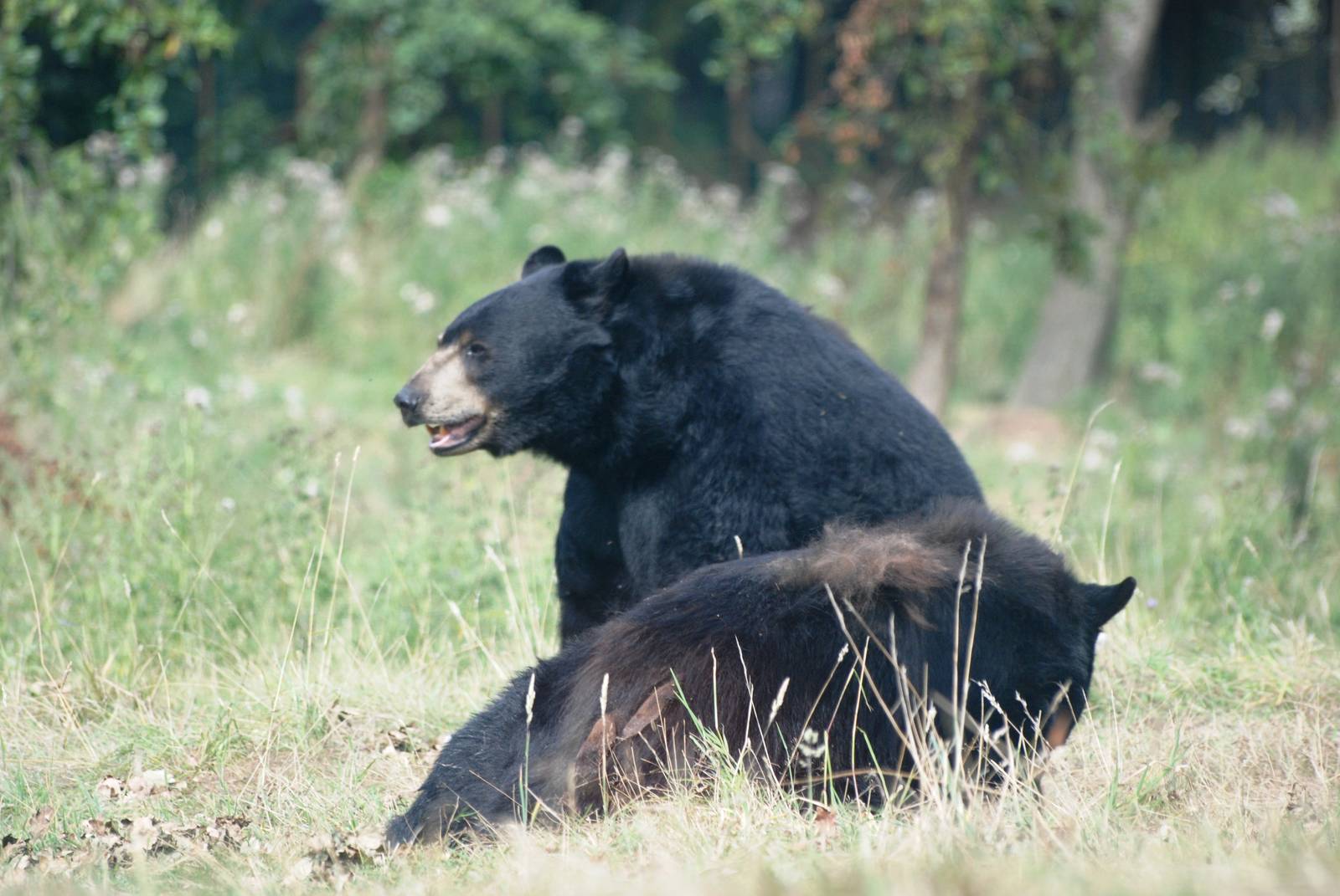 American Black Bears at Woburn, 01/09/13