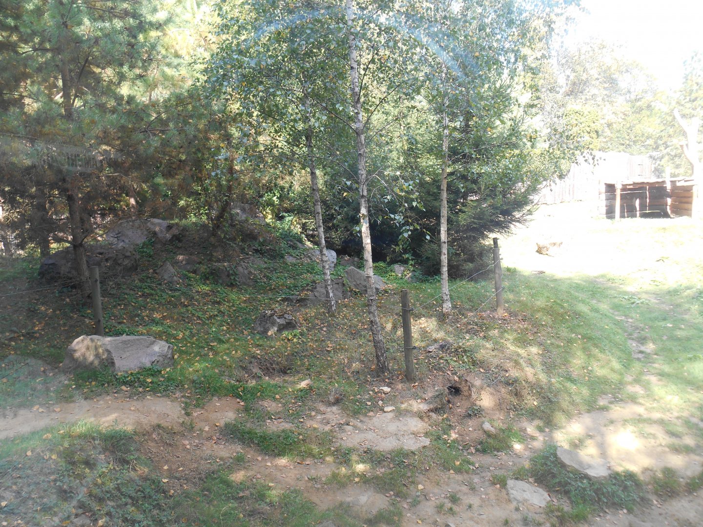 American Black Bears Exhibit