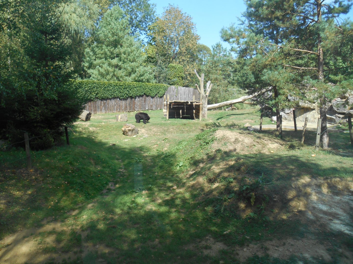 American Black Bears Exhibit