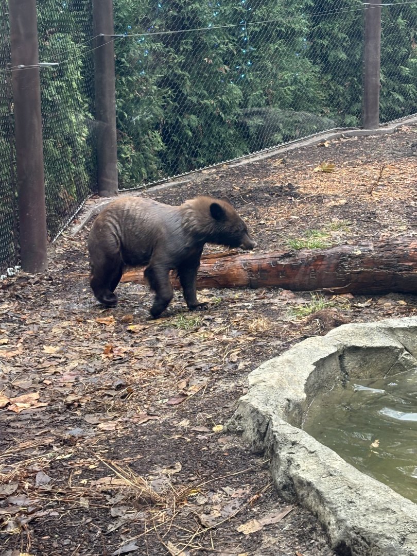 American Black Bears (Hazel)