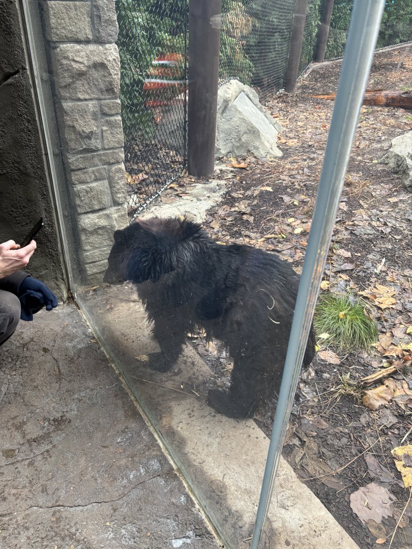 American Black Bears (Juniper)