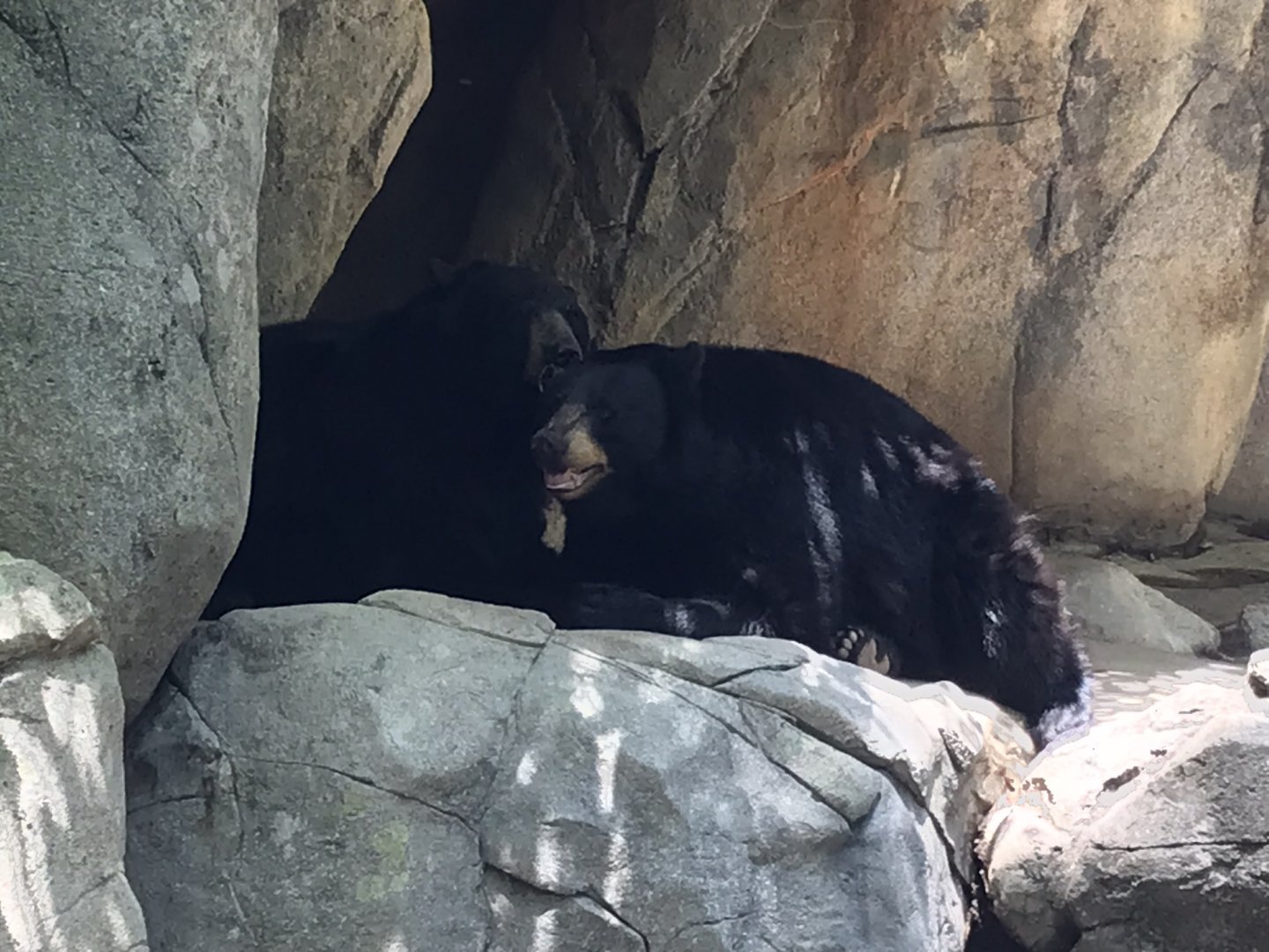 American Black Bears "Luna" and "Nova"