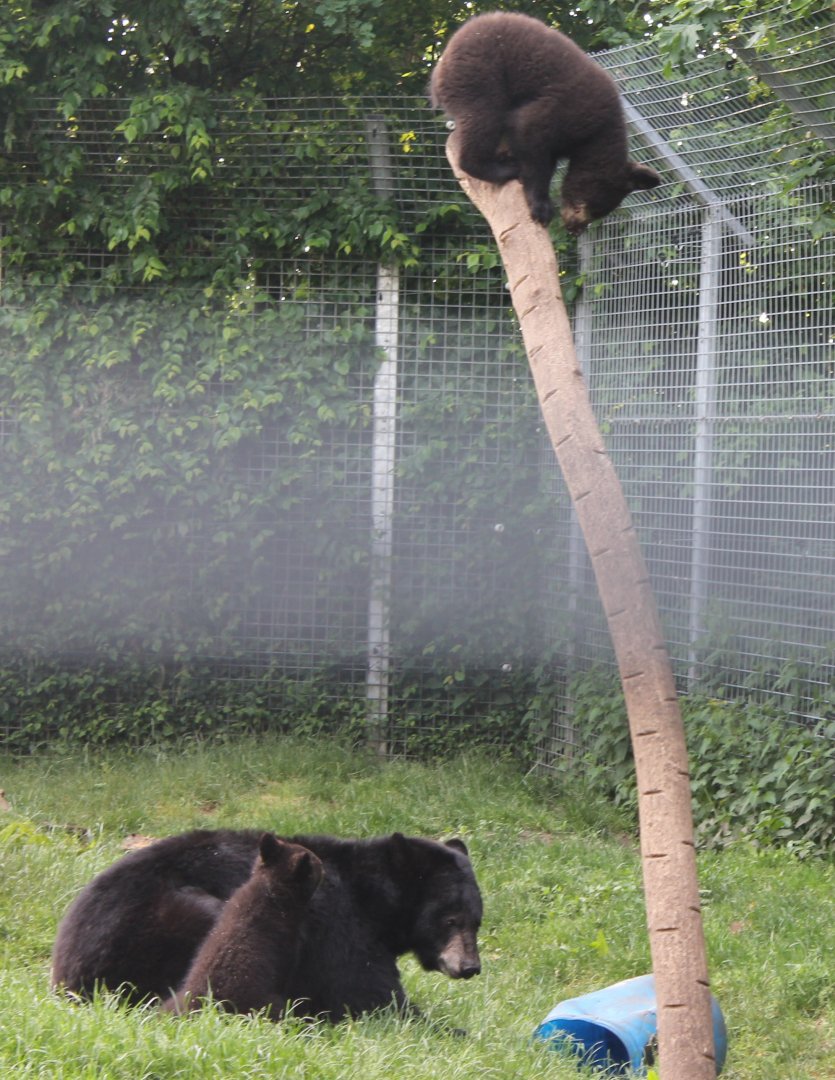 American black bears - Mother and cubs