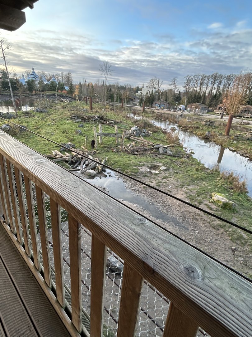 American black bears seen from viewing platform