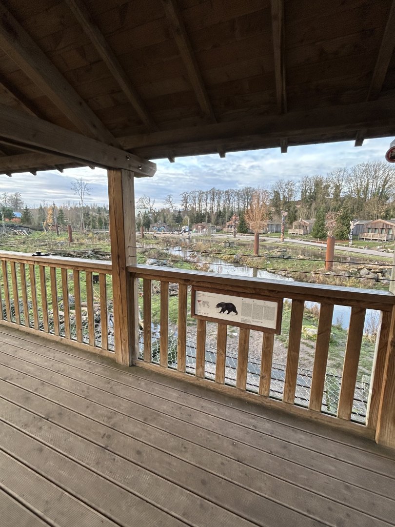 American black bears seen from viewing platform