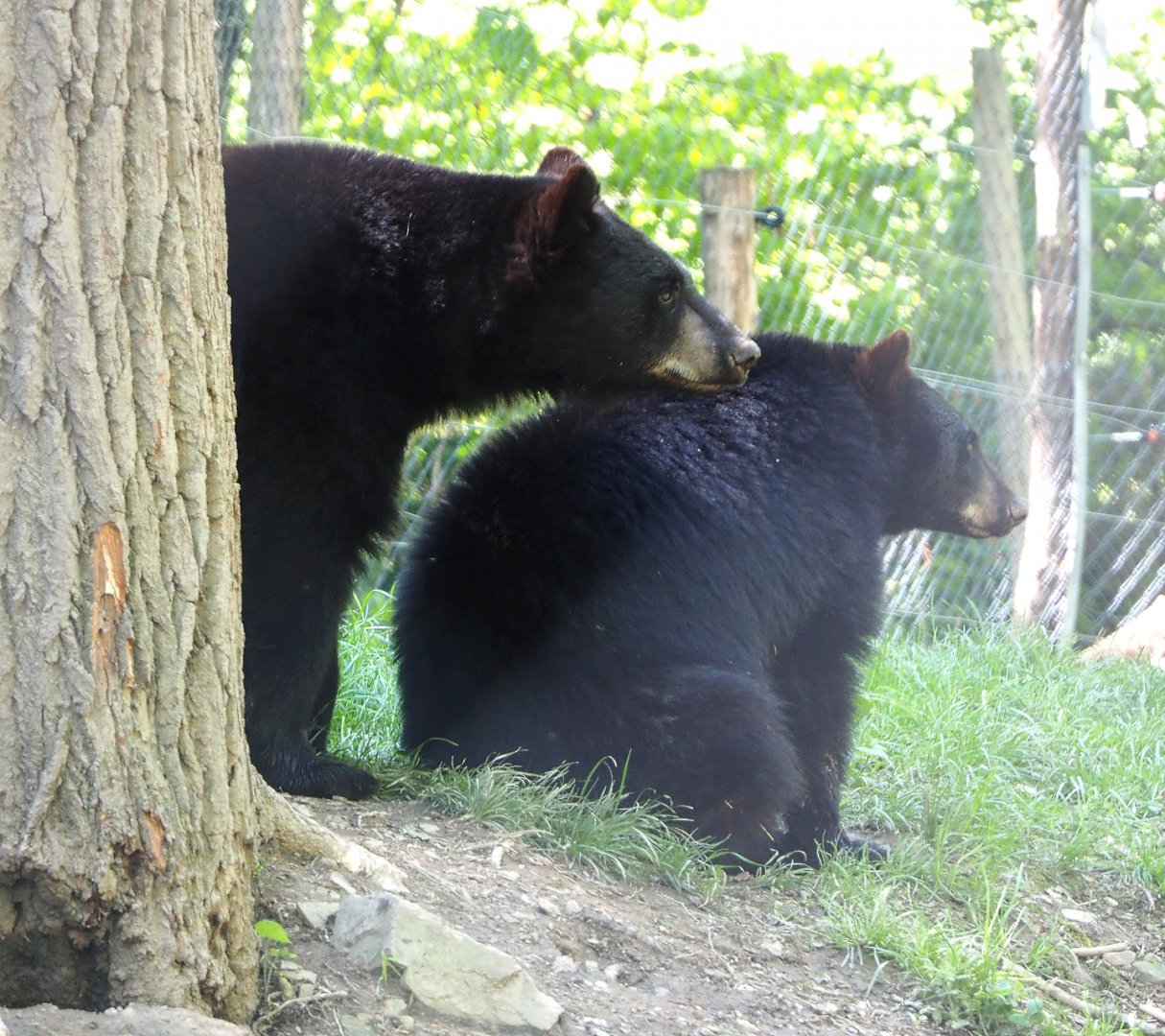 American black bears (Ursus americanus), 2021-05-29
