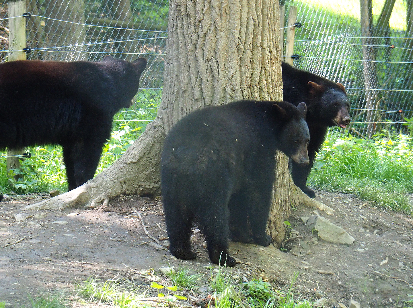 American black bears (Ursus americanus), 2021-05-29
