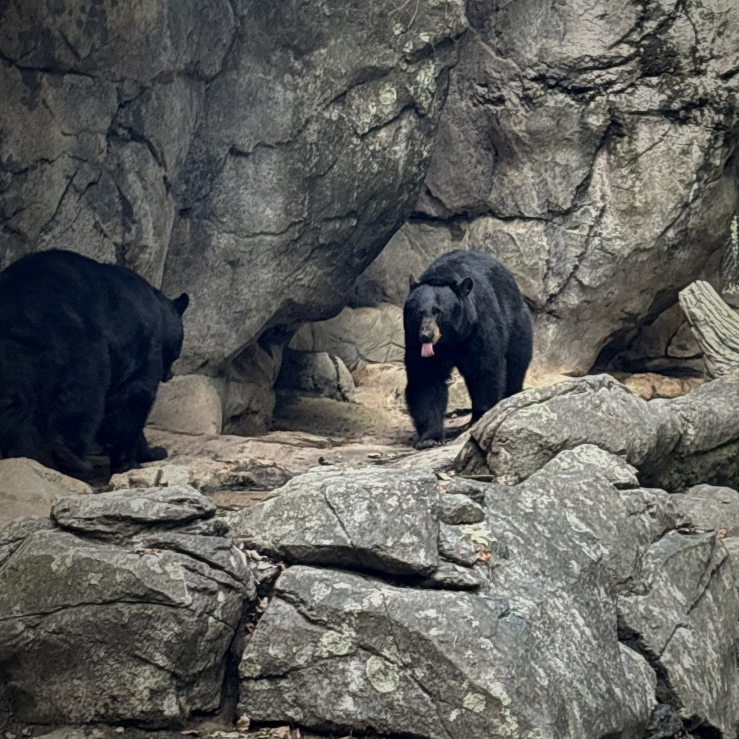 American Black Bears (Ursus americanus)