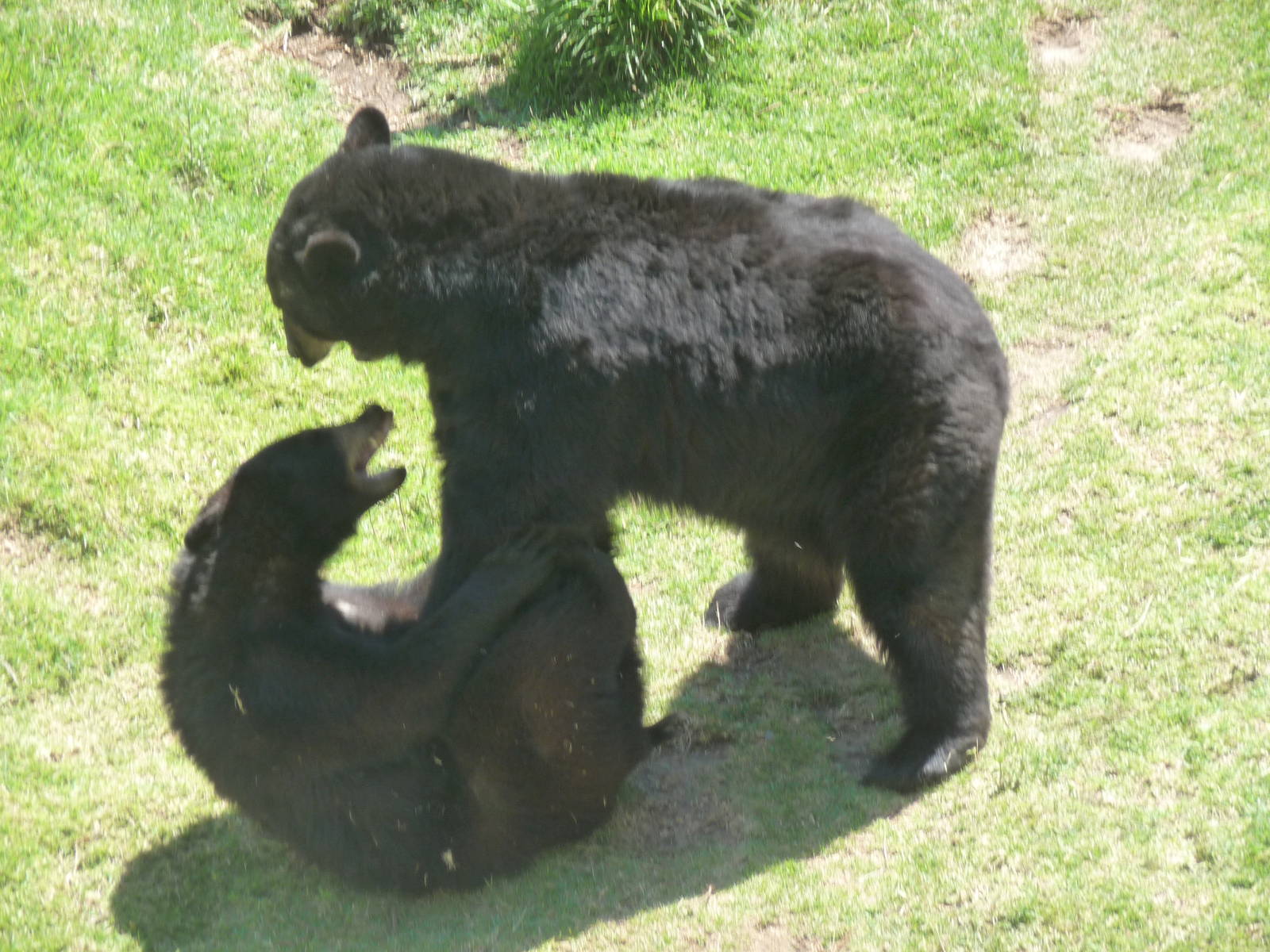 american black bears zoologico del altiplano tlaxcala