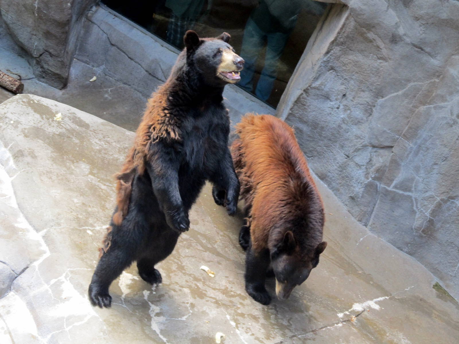 American Black Bears