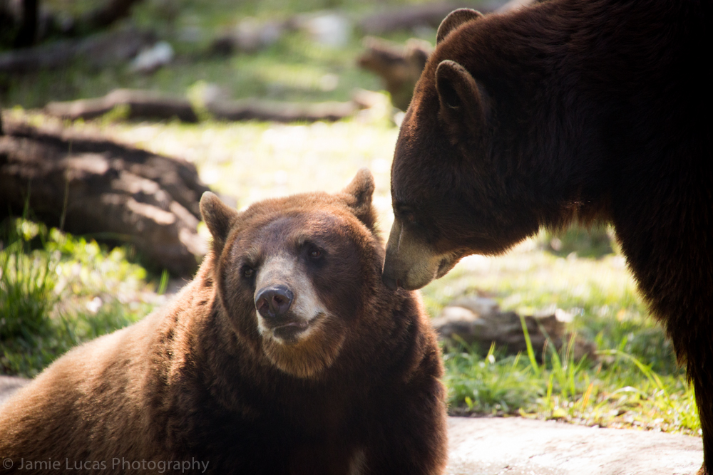 American Black Bears