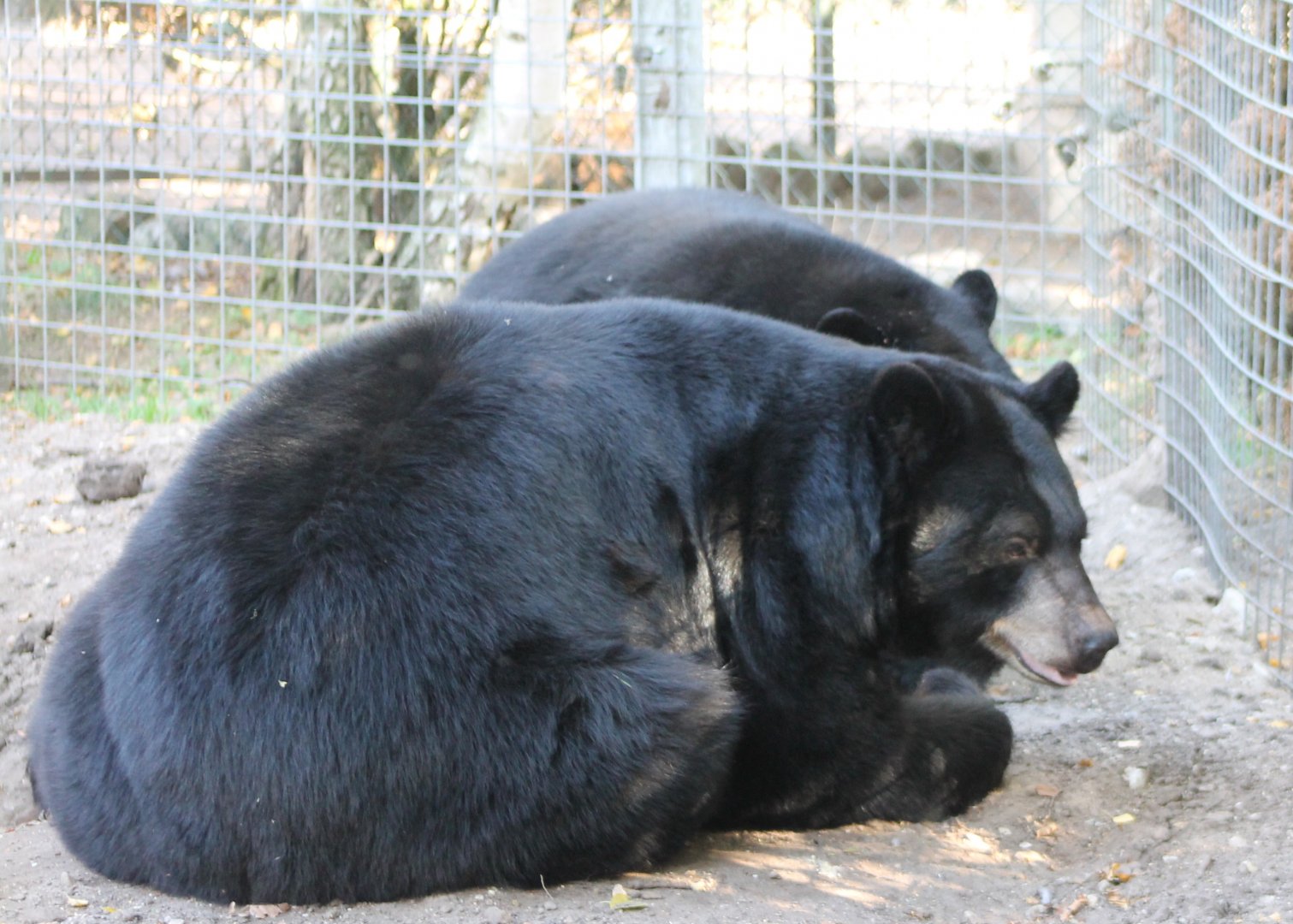 American black bears